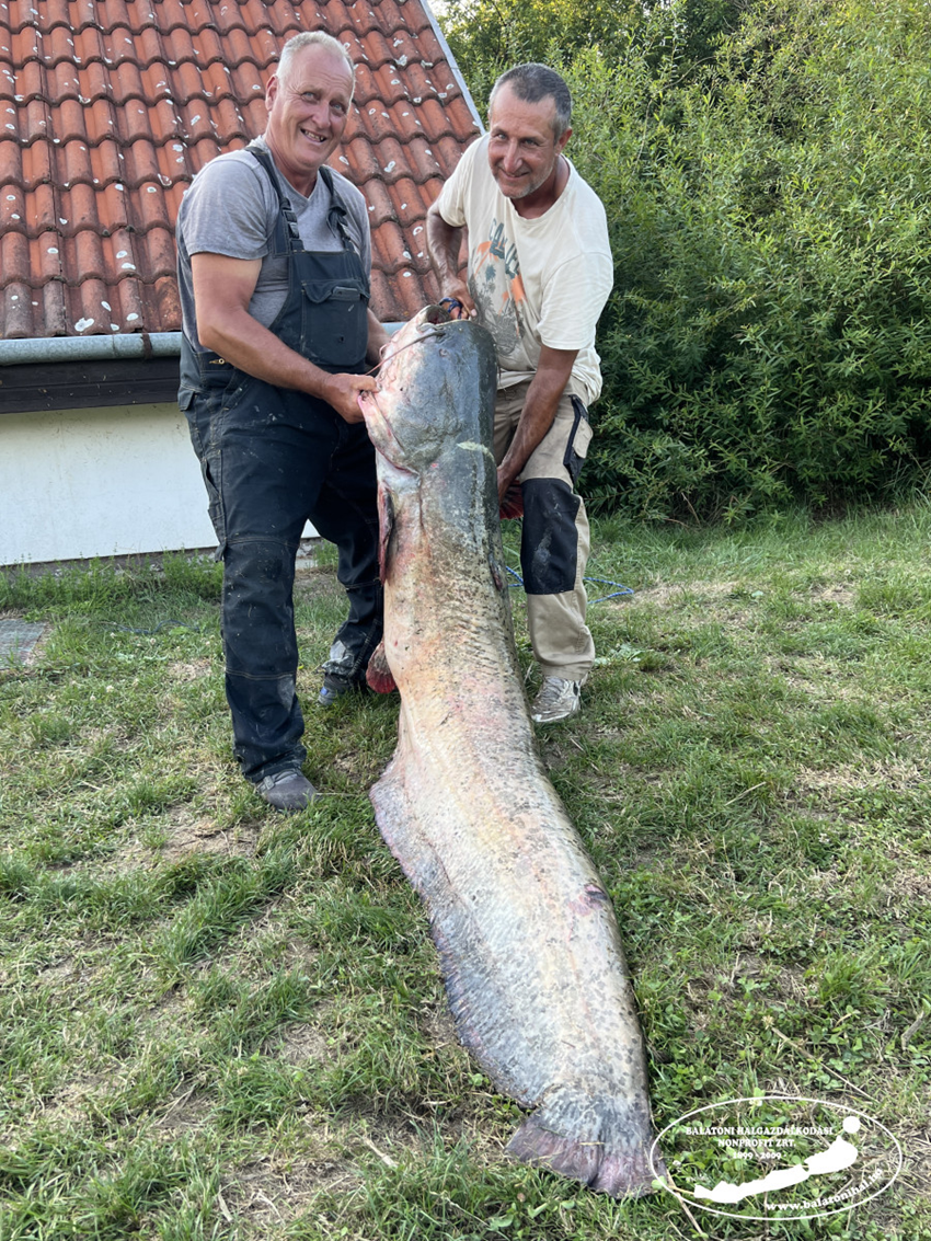 Balatoni horgász egy két méteres harcsát fogott ki a Balatonból. Balatoni Hallgazdálkodási Nonprofit Kft.