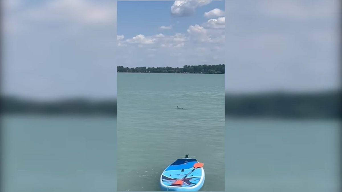 Cápa, busa, Balaton
