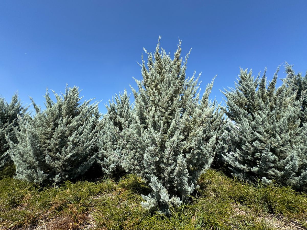 Close-up,Of,Blue,Cypress,Trees.,Hesperocyparis,Arizonica,Or,Blue,Cypress