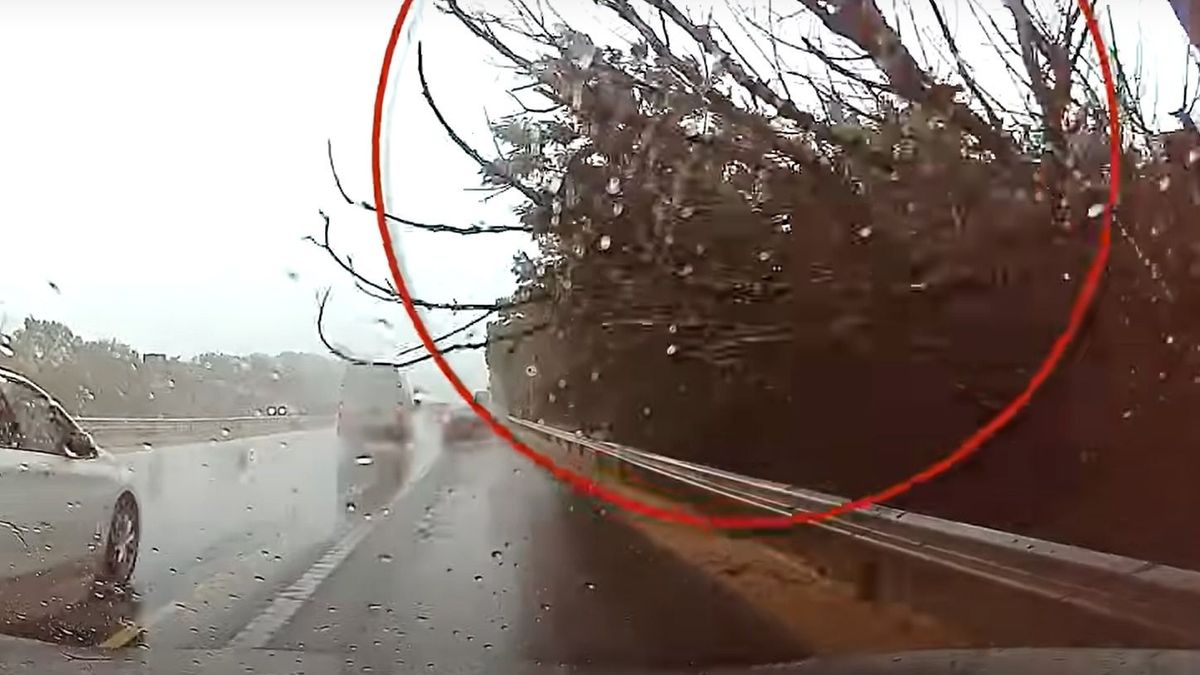 Fa zuhant az autó elé az M7-esen