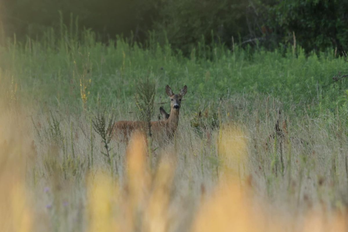 Őz a 67-es út mellett. 
