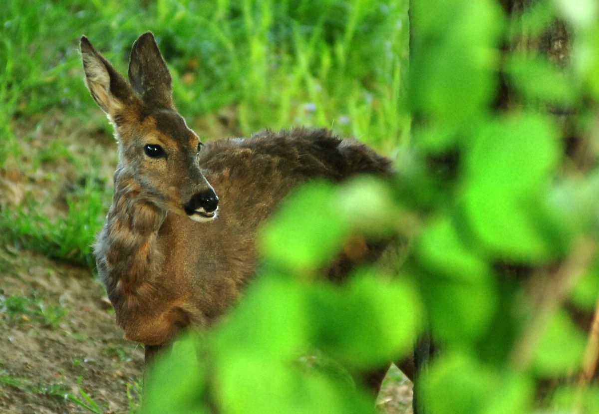 Őzek Őzek valahol a dzsindzsásban