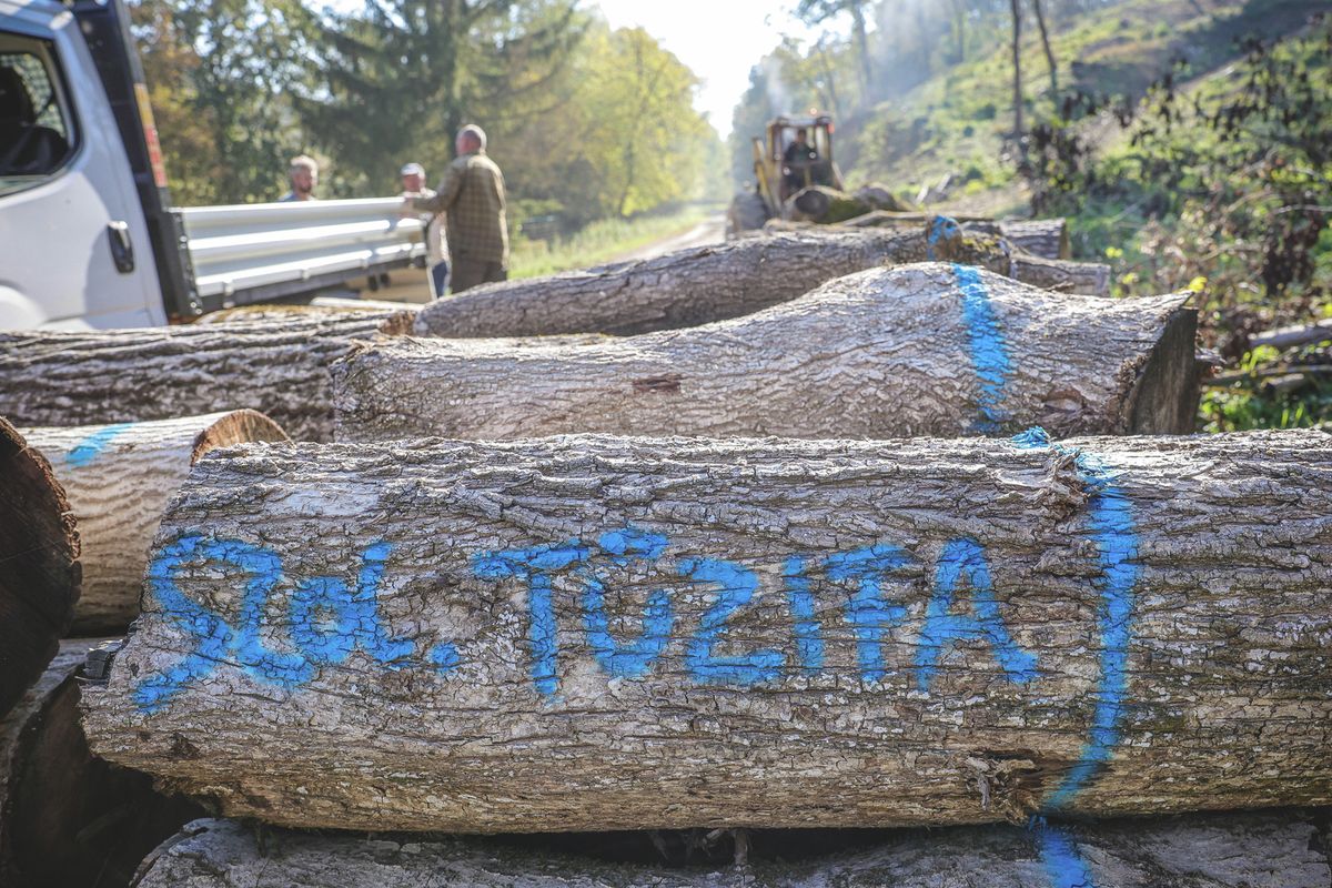 Szociális tüzifa_Mk_0004