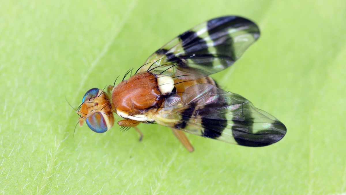 Dióburok-fúrólégy.