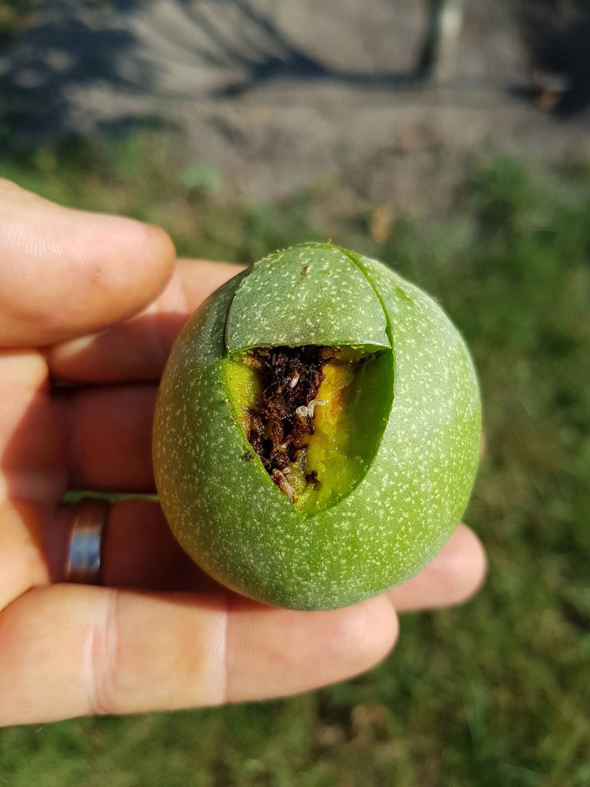 A termés piacképtelenné válik a burkon belüli rágás következtében. 