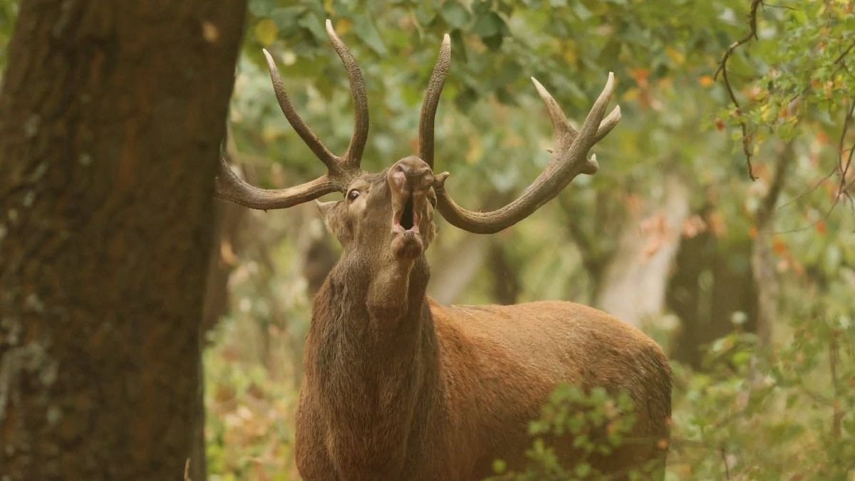 gímszarvas szarvasbőgés szarvasbika bőg