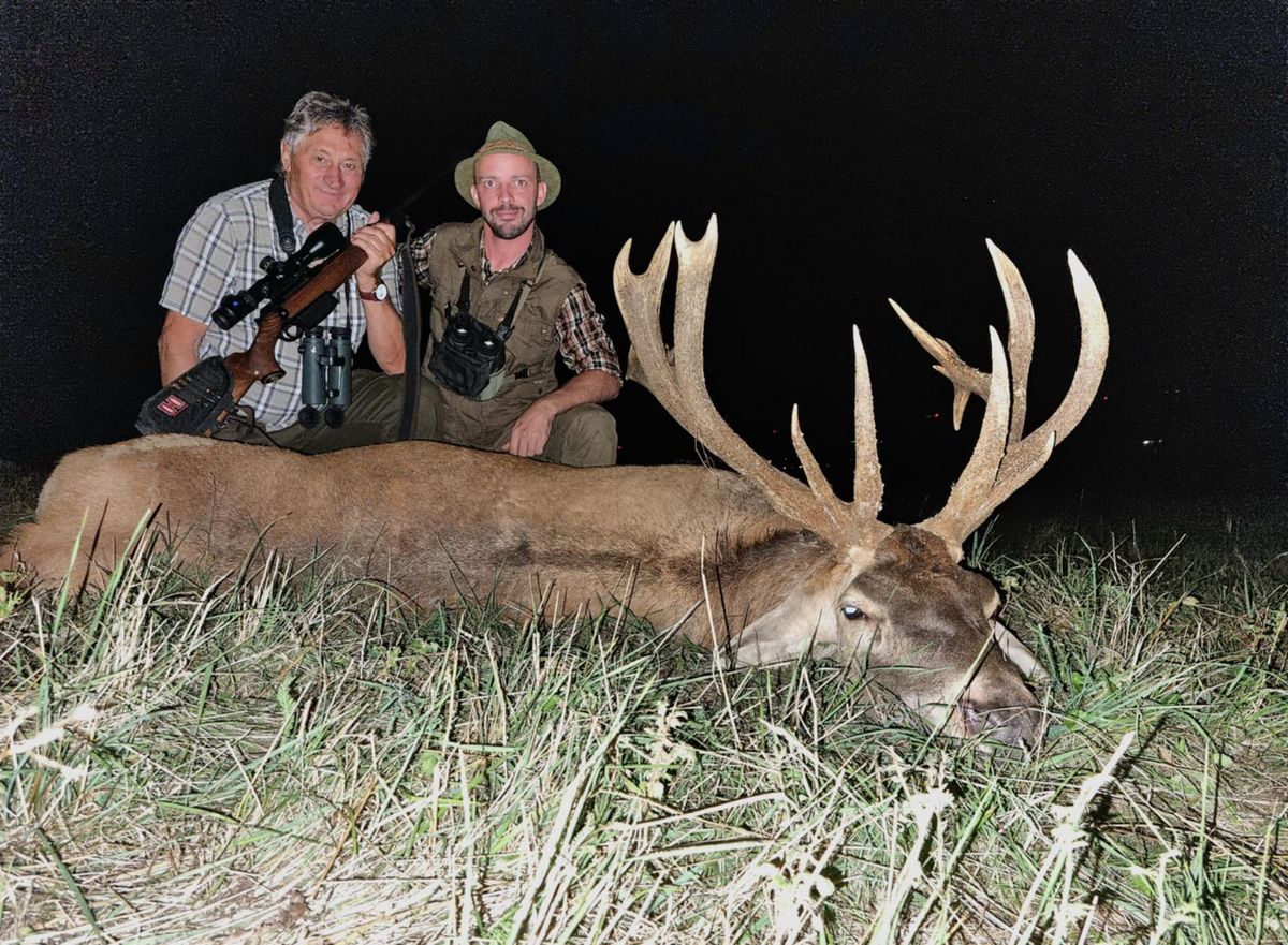 hatalmas bika a terítéken