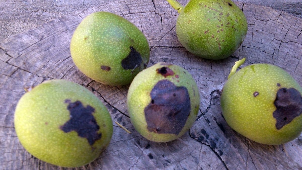 A dióburok-fúrólégy által megkárosított diók.