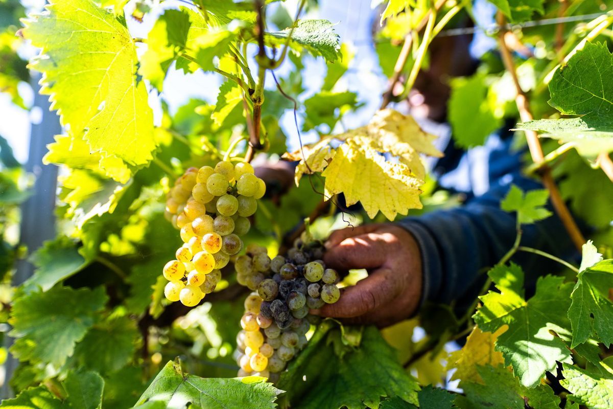 fitoplazma okozza a szőlő aranyszínű sárgaságát