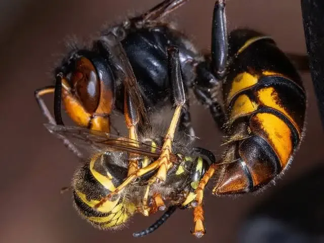 Az ázsiai lódarázs tömegesen jelen van