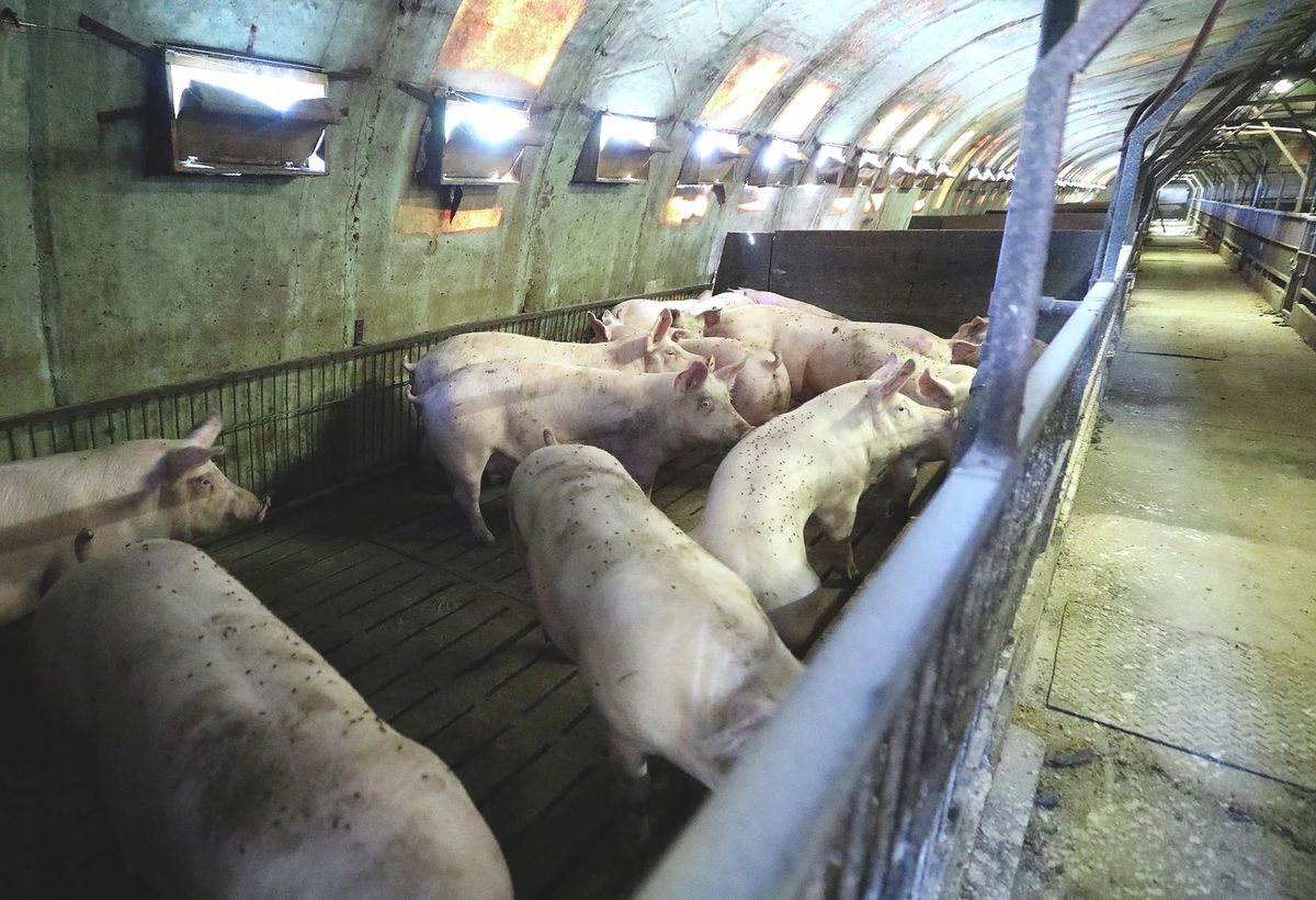 Házi sertés sertéstelepek nem bukkant fel Magyarországon az afrikai sertéspestis vírus. 