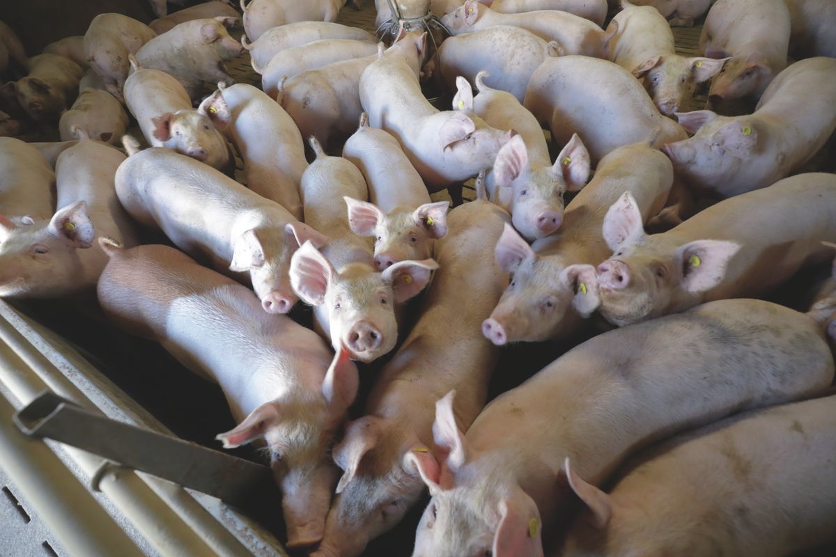 a20210423_kaboka_kft_sertestelep_varga_jozsef_matyasdomb_nn_fmh05