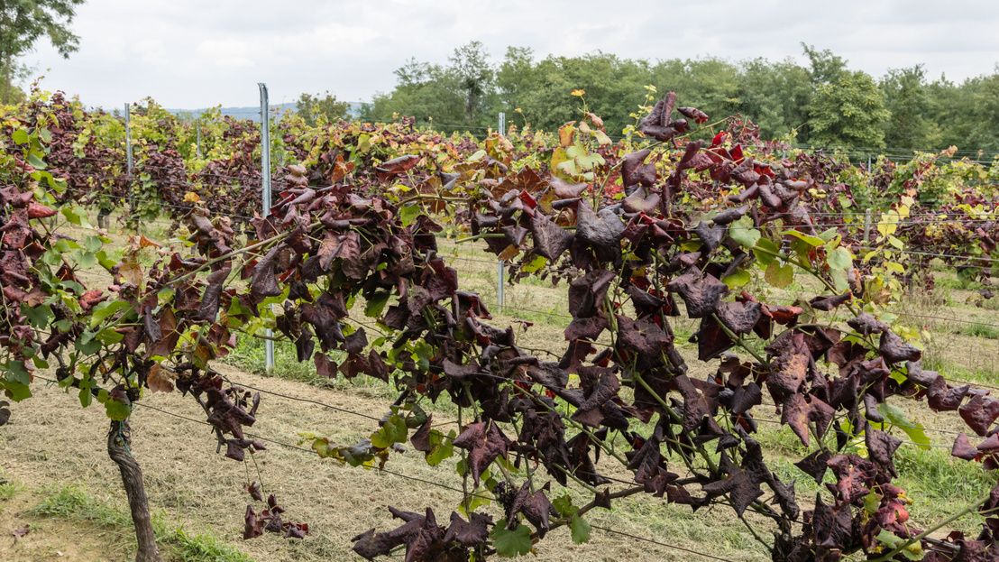 Szőlő aranyszínű sárgaság