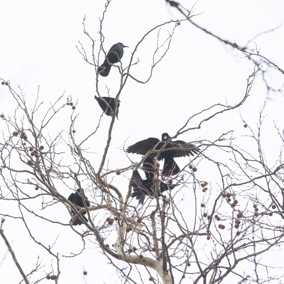 Varjak a városban. Fotó: MW
