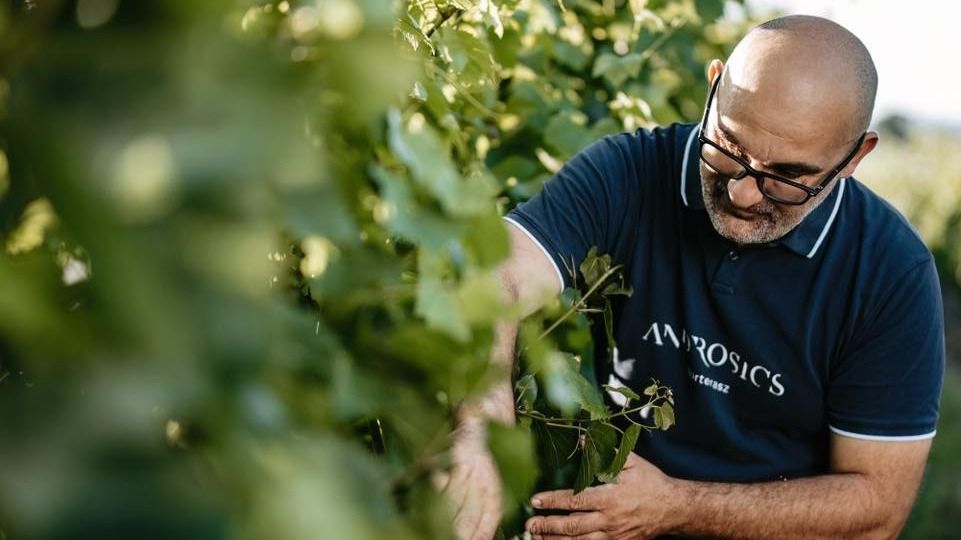 Androsics Ferenc, borász