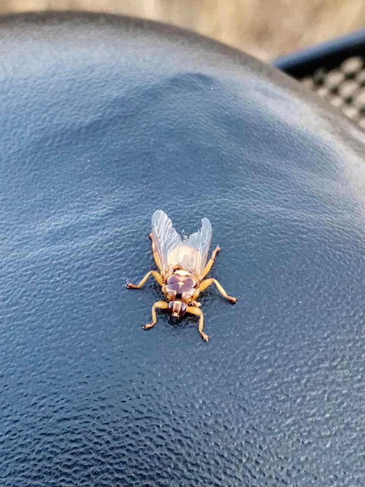  A kullancs- és rovarriasztók nem nyújtanak védelmet a szarvas-kullancslégy ellen