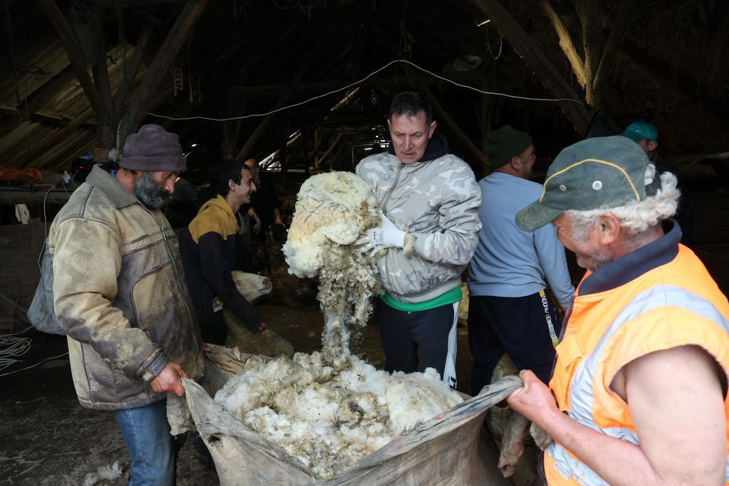 Zsákolják a gyapjút 