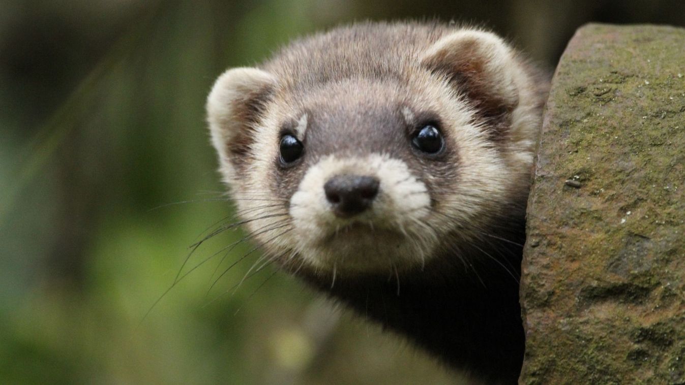 Láttál már molnárgörényt? Az álarcos ragadozó lett az év emlőse