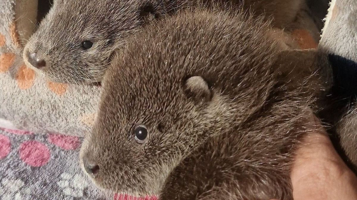 Pörög az élet a Petesmalmi Vidraparkban – egymást követik az események