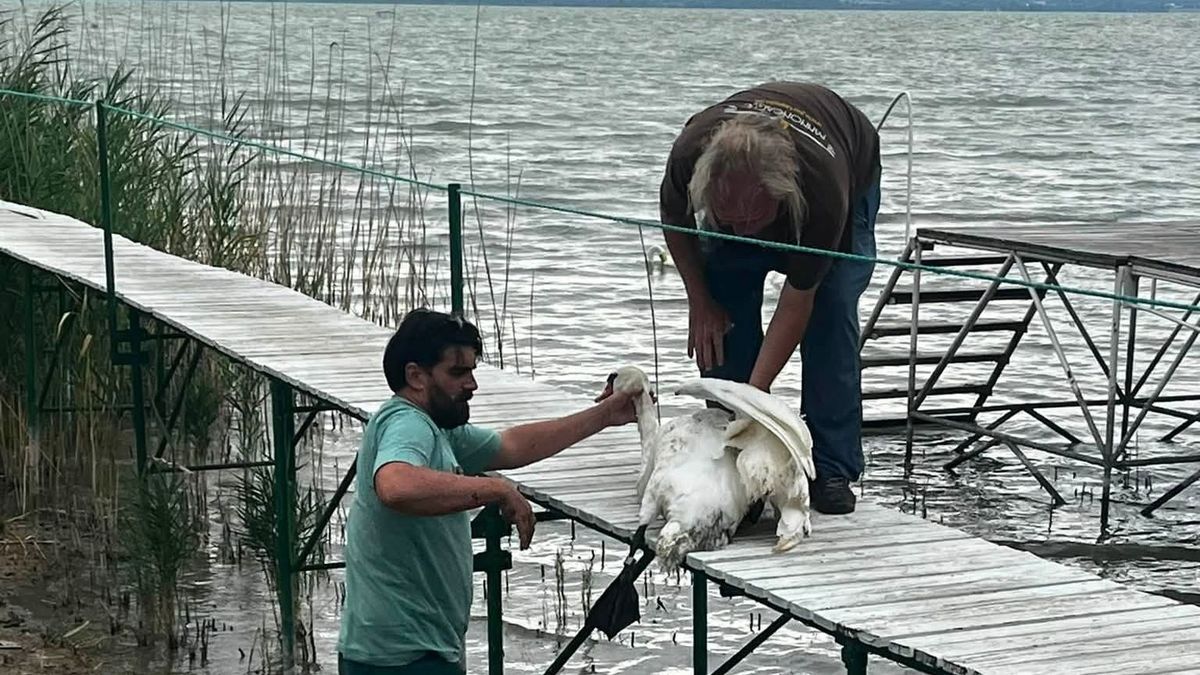 Lövöldözés a szárszói strandon: fürdőzők szeme láttára lőttek le egy hattyút