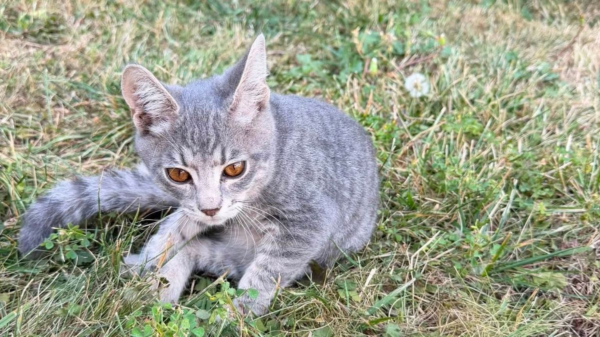 Autóból penderíthették ki a kiscicát Kaposváron, keresik az autóst