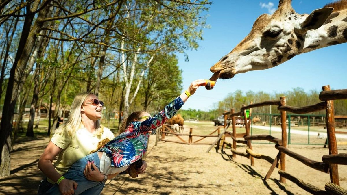 Semmi közünk a balatonendrédi szafari parkhoz - megszólalt ifj. Richter József a tervekről