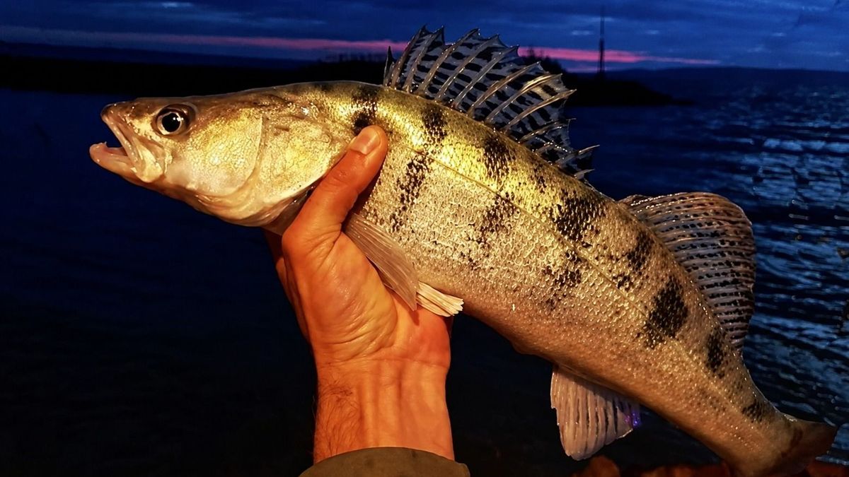 Csodahalat találtak a Balatonban Fonyódnál