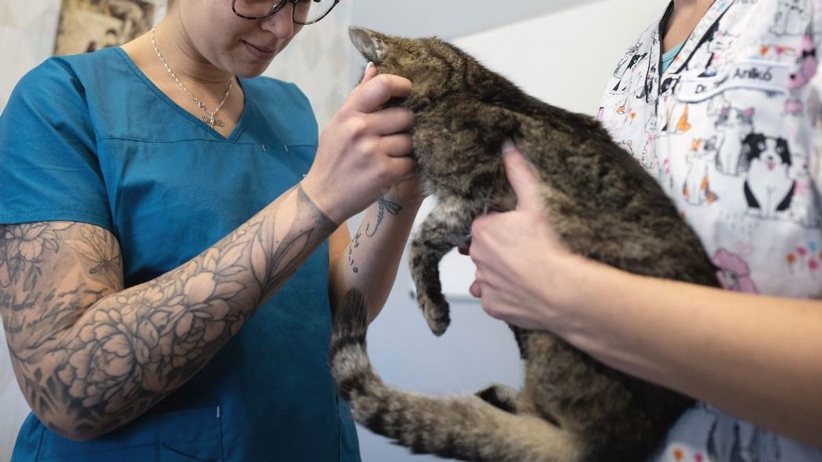 Somogy újabb rémtörténete: elképesztő kegyetlenségből mentettek meg egy védtelen állatot Babócsán