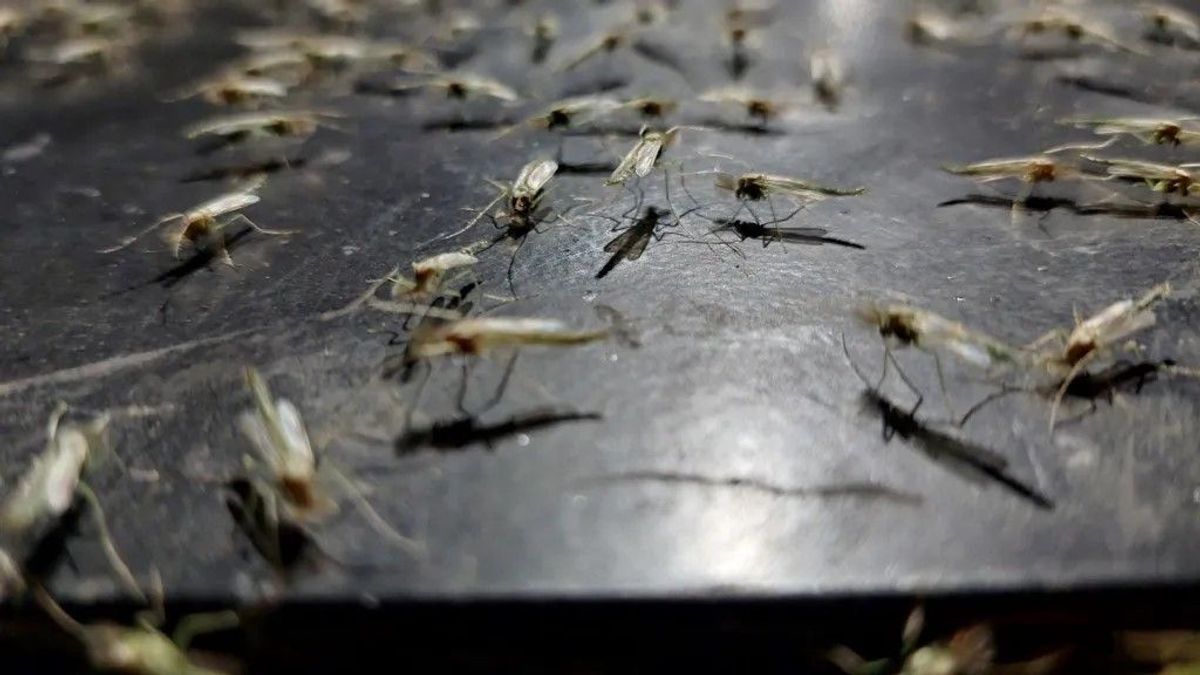 Elképesztő rovarroham indul a nyár végén: soha nem látott méretű gigarajzás fenyegeti a Balatont