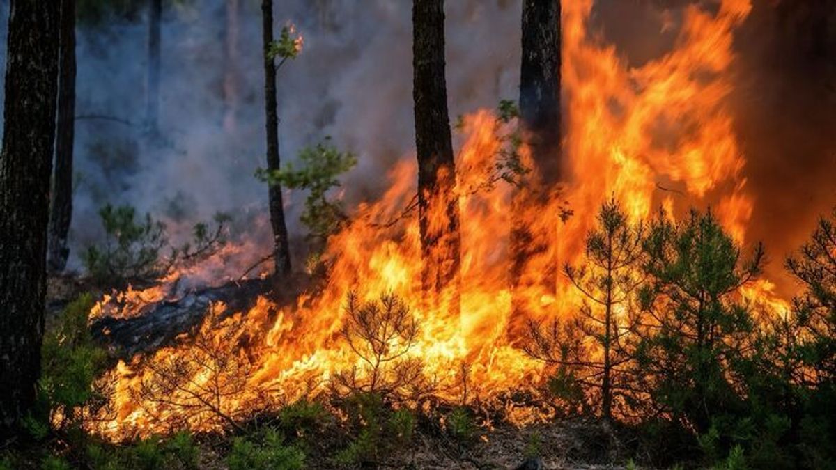 Kigyulladt az erdő Pusztakovácsinál