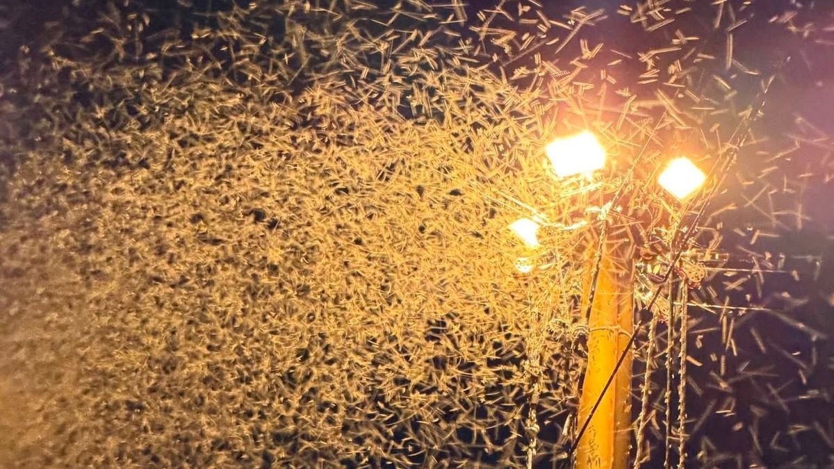 Miután a kaját otthagytuk az étteremben, futva kellett menekülnünk előlük – rendkívül erős árvaszúnyograjzás volt a déli parton