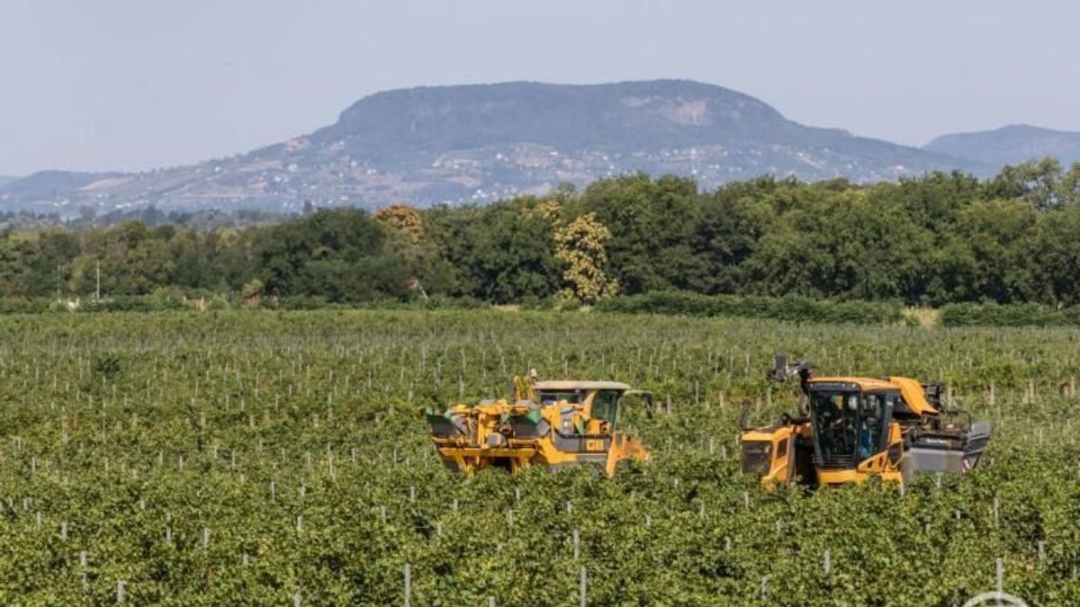 Elrajtolt a szüret a Dél-Balatonon – Ordacsehiben betakarították a Csabagyöngyét