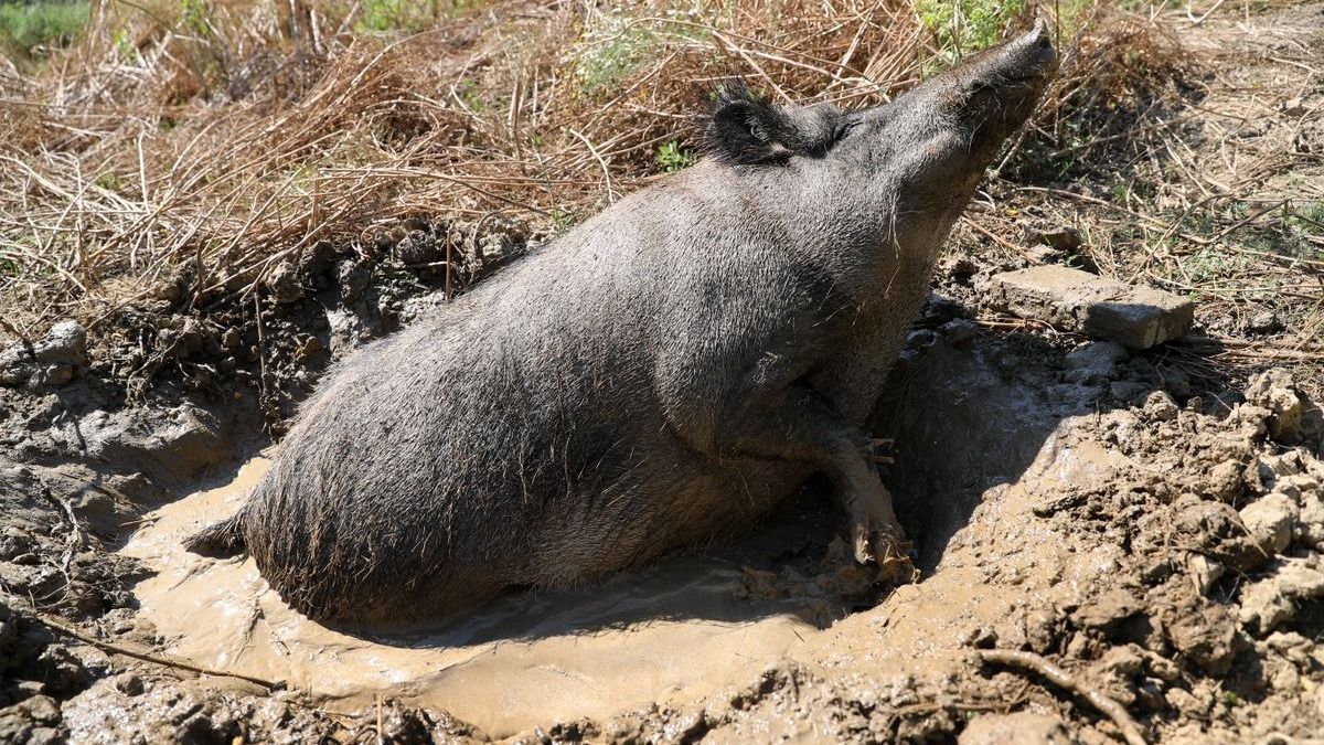 Életető víz – mesterséges dagonyát töltenek a vadaknak
