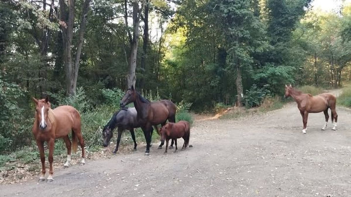 Elszabadult lovak randalíroznak Gödre és Szentbalázs között