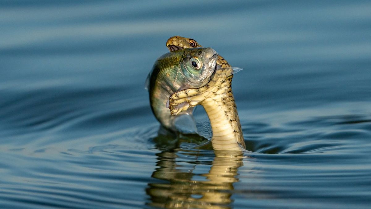 Lélegzetelállító pillanat: kishalat zsákmányolt a kockás sikló a Balatonon