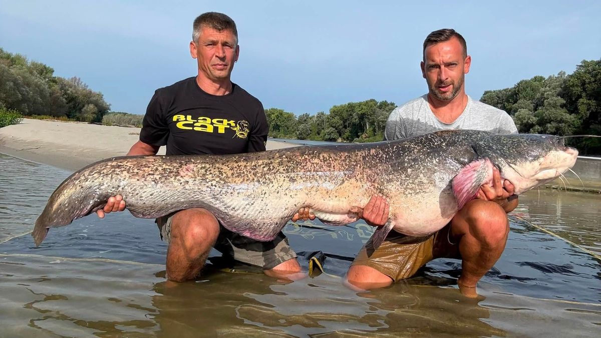 Brutális mekkora, ez már megenné a kutyád – óriásharcsát fogtak a Dráván