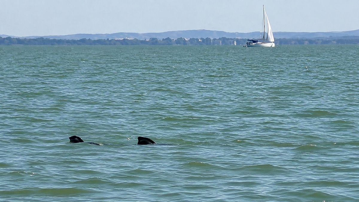 Homokpadok a Balatonban: 39 centiméterre apadt a tó
