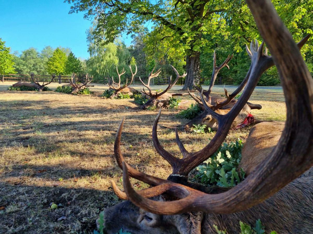 Successful red deer hunting in the Szántód area
