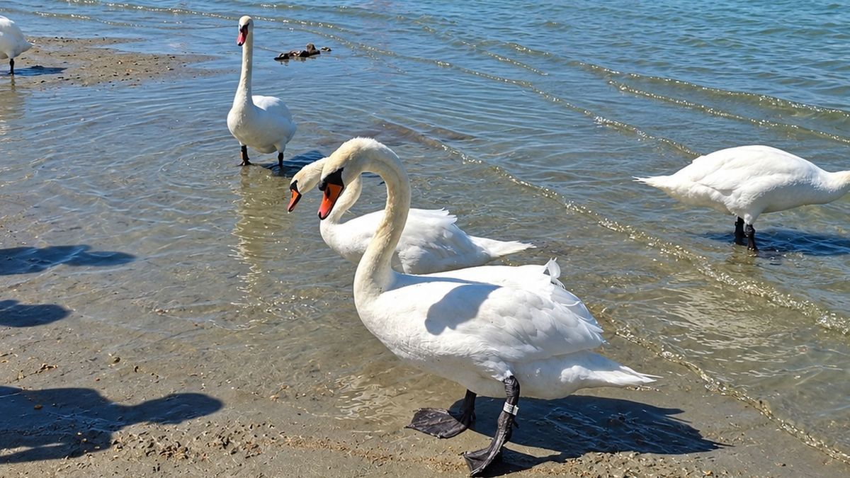 Hatalmas az öröm: halottnak hitt hattyú bukkant fel a Balatonban Siófokon