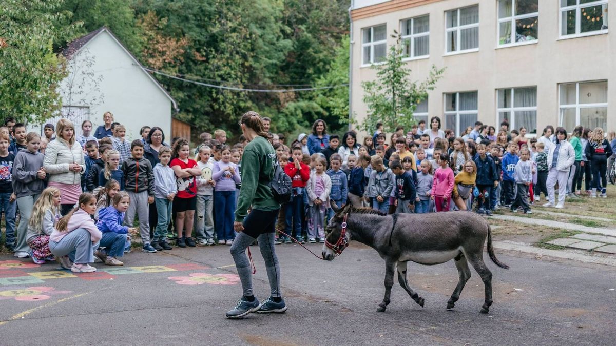Szokatlan vendég járt a boglári diákoknál – A déli parton gyalogol a Balatont kerülő törpeszamár