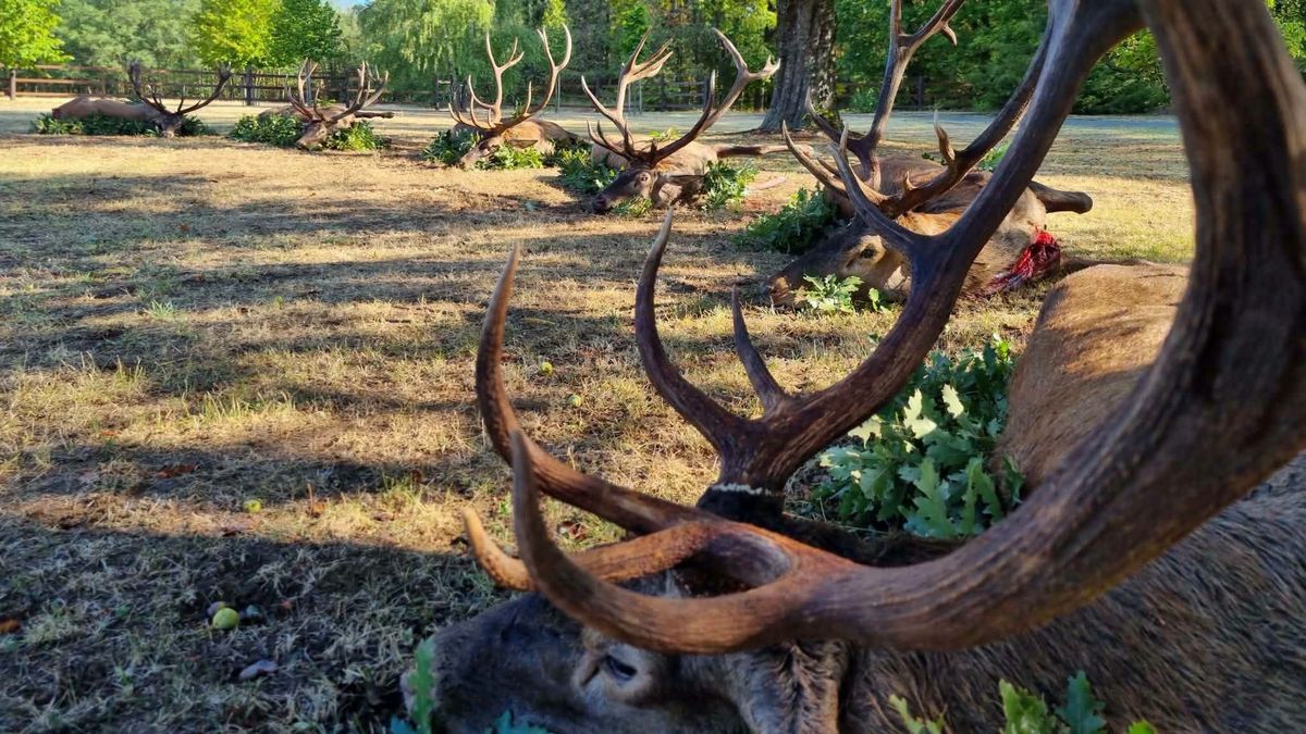 Gazdag teríték Szántódon – hat gímbikát ejtettek el a liechtensteini szarvasvadászok