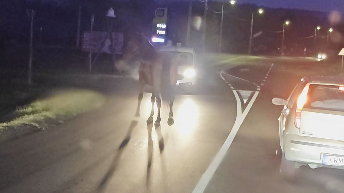 Megdöbbentő videó: elszabadult lovat ütött el egy autós Hévíz közelében