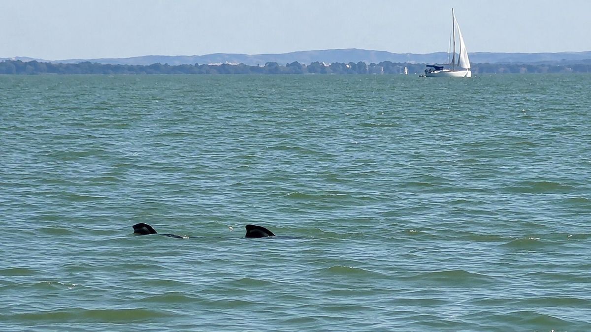Mi a jövőd, Balaton? – Erre a kérdésre is keresik a választ a tanács ülésén