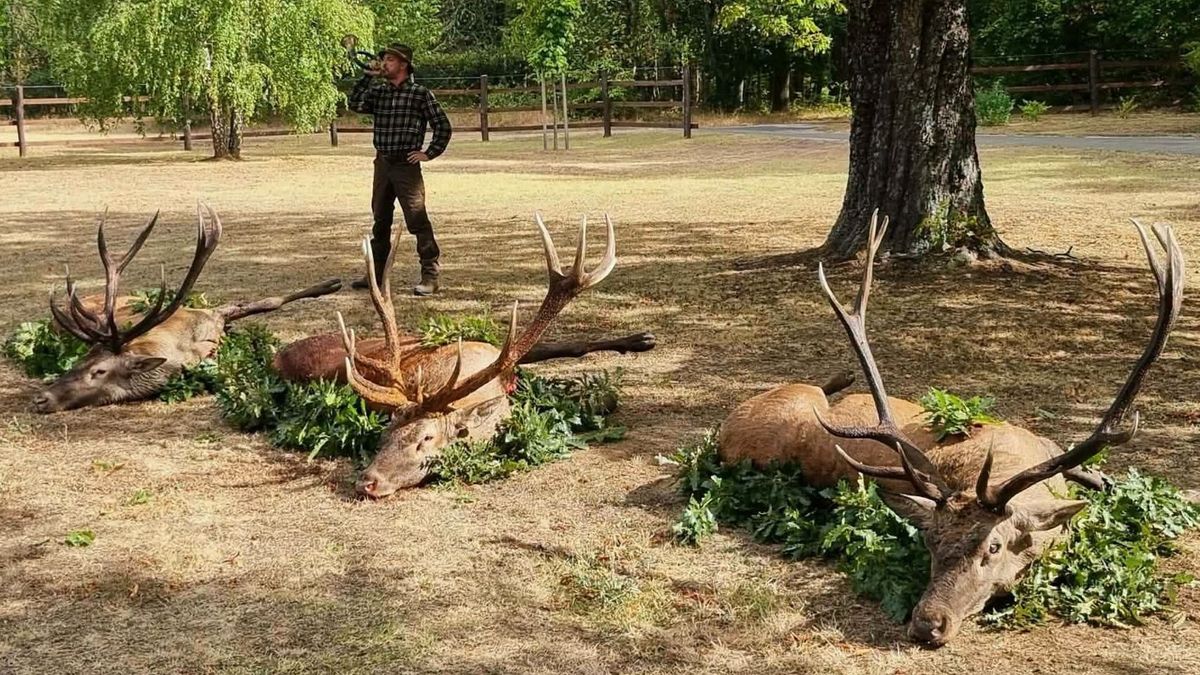 Beindult a szarvasbőgés Somogyban: egymás után három óriási gímbikát lőttek ki a vadászok