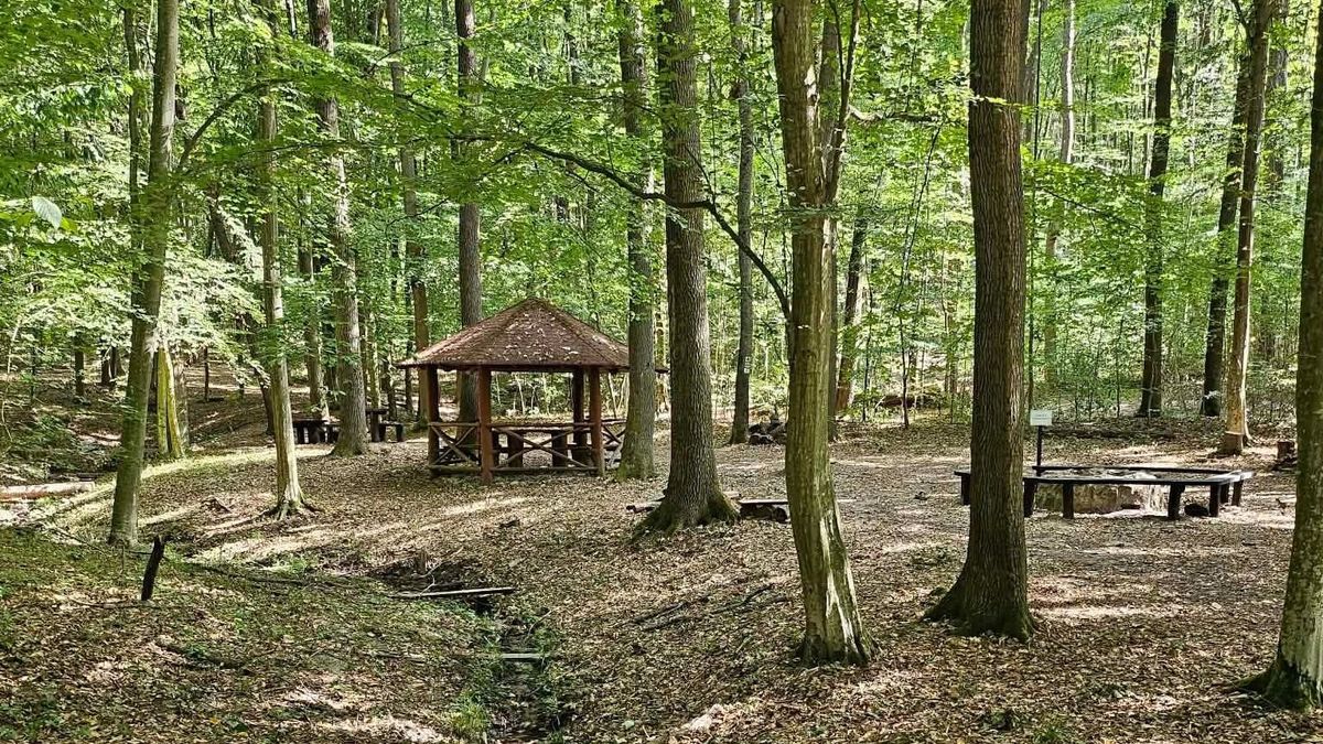 Megszólalt a SEFAG a zselici fakitermelés miatt: elárulták, mi történik valójában az erdőben
