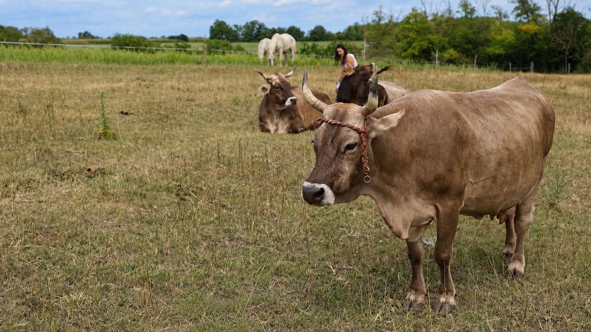 Elfogyó gazdák, hízó birtokok: koncentráció a magyar agráriumban