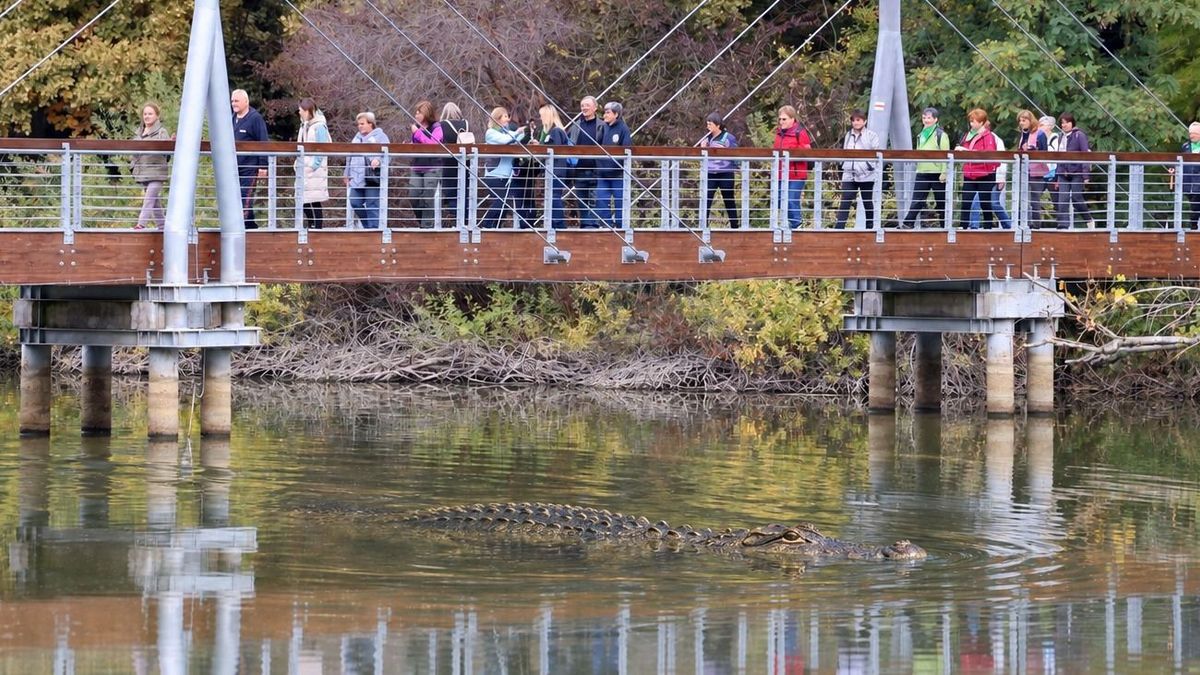 Krokodil a Desedában, titkos bunker a Balaton alatt – hihetetlen somogyi legendák tartották lázban az országot
