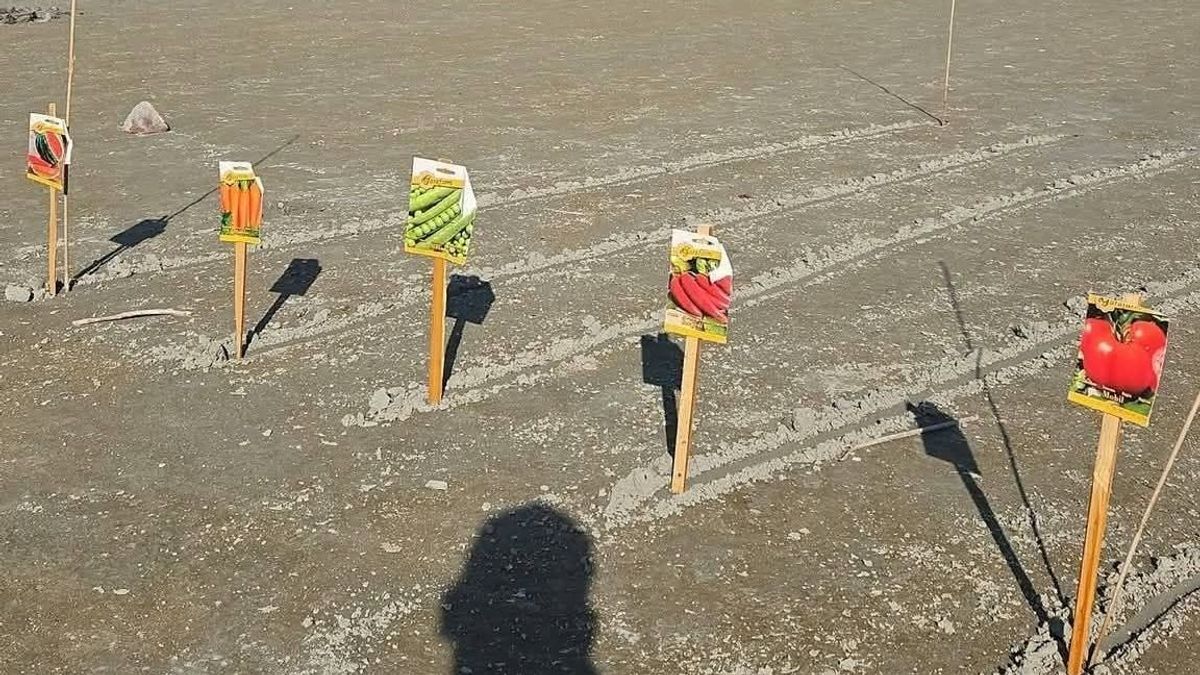Durva fotó a Balatonról: a siófoki nagystrandon valaki veteményest csinált a kiszáradt tómedréből