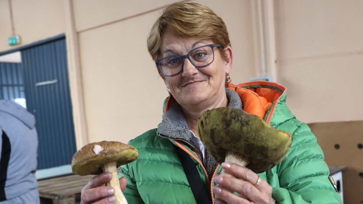 Somogyban hiába keresik a vargányát, üres kosarakkal térnek haza a gombászok – letiporta a Zselicet a szárazság