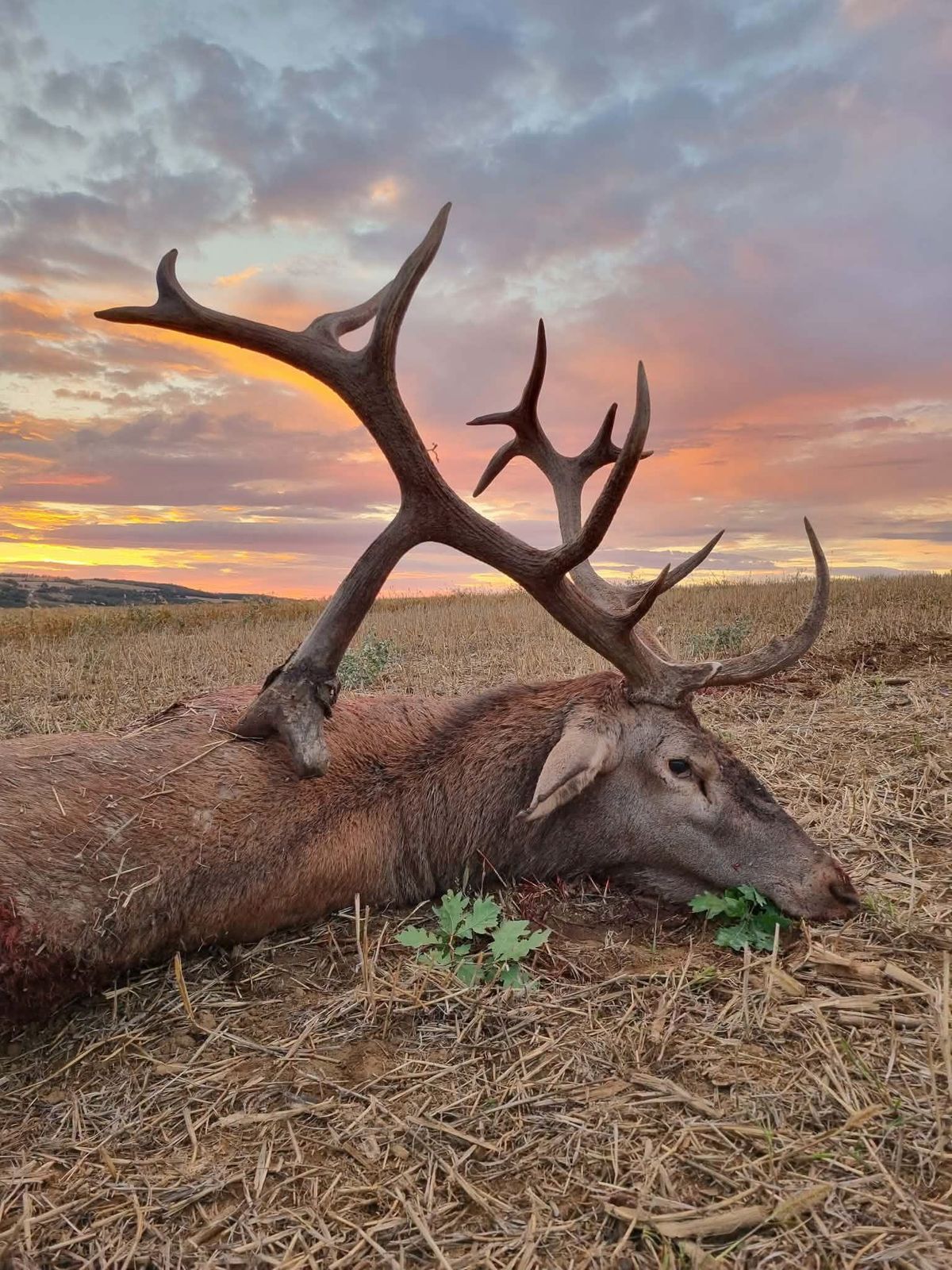 Exceptional red stag harvested in the forests of Somogy